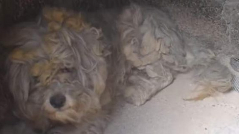 Чудо в Гърция! Намериха живо и здраво куче след огнения ад в страната, скрило се в... (СНИМКИ/ВИДЕО)