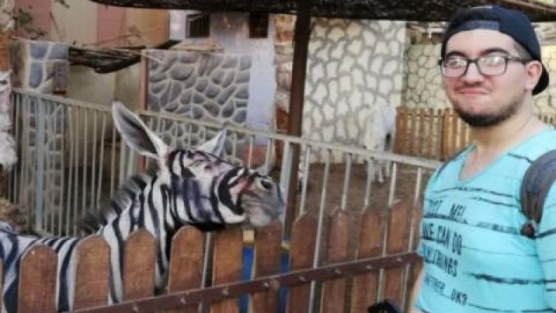 Магарета са боядисани като зебри в зоопарк