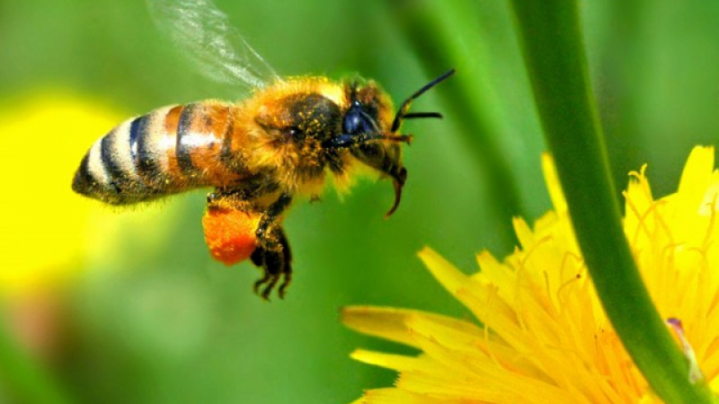 Науката обяснява какво ще стане, ако всички пчели умрат