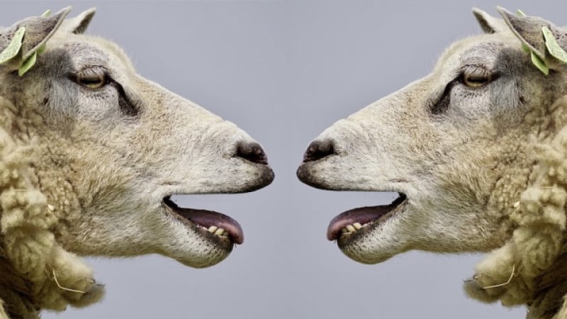 Любопитни факти за овцете