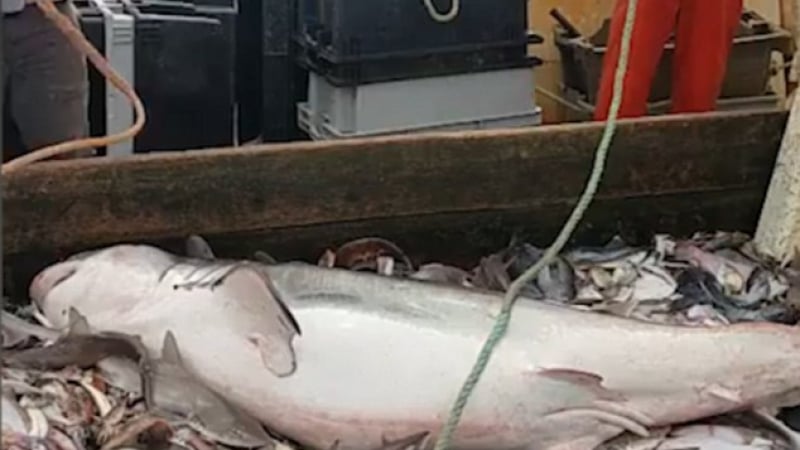 Рибари извадиха улова си с най-страшния звяр на морета и океани, а това, което последва, е смайващо (СНИМКИ/ВИДЕО) 