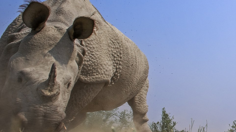 Ужасяващ сблъсък: Носорог атакува семейство в сафари парк (ВИДЕО)
