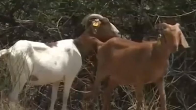 Нападение! Стадо от над 100 кози се появи в малко градче и стана страшно (ВИДЕО)
