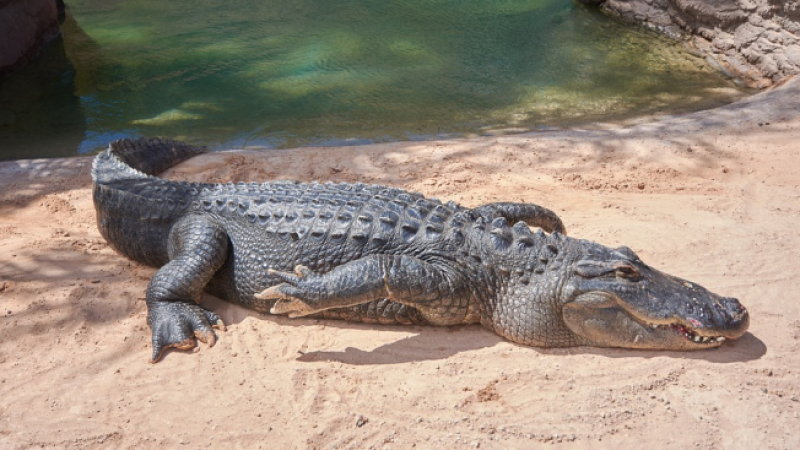 Крокодилите могат да допринесат за лечението на увредени стави при хората