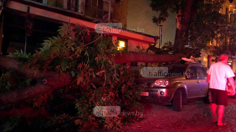 Дърво се стовари върху кола в центъра на Пловдив (СНИМКИ)
