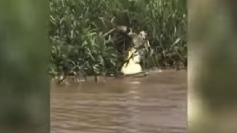 Ягуар и алигатор влязоха в зрелищна битка под водата (ВИДЕО)