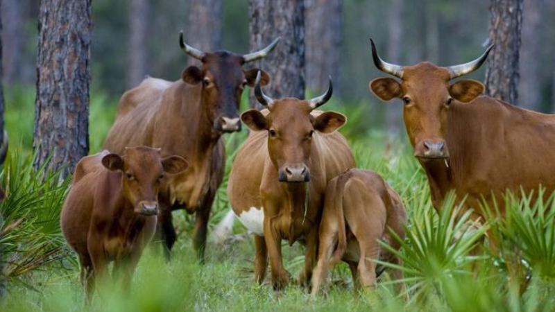 Уникални кадри! Крави помогнаха за залавянето на автокрадла (СНИМКИ/ВИДЕО)
