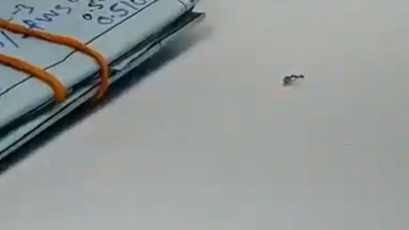 The Sun: Мравка се опитала да открадне брилянт от бижутериен магазин  (ВИДЕО)  
