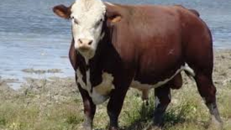 Фермери намериха мъртви крави без езици и гениталии, версията им за случилото се е плашеща (СТРАШНИ СНИМКИ) 