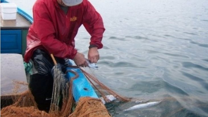 Бургаски рибари алармират: Не е вярно, че морето ври от сафрид, рибата намалява