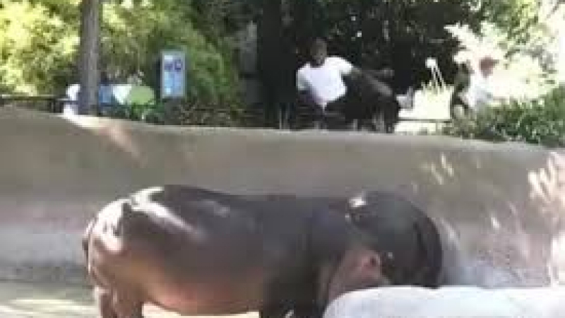 Смелчага нашляпа хипопотам по дупето, полицията го търси (ВИДЕО)