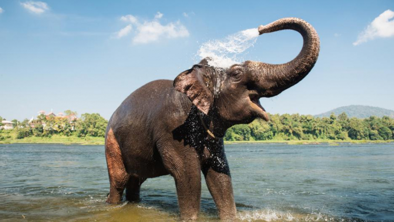Швейцарски учени установиха нещо много любопитно за слоновете, което едва ли знаете