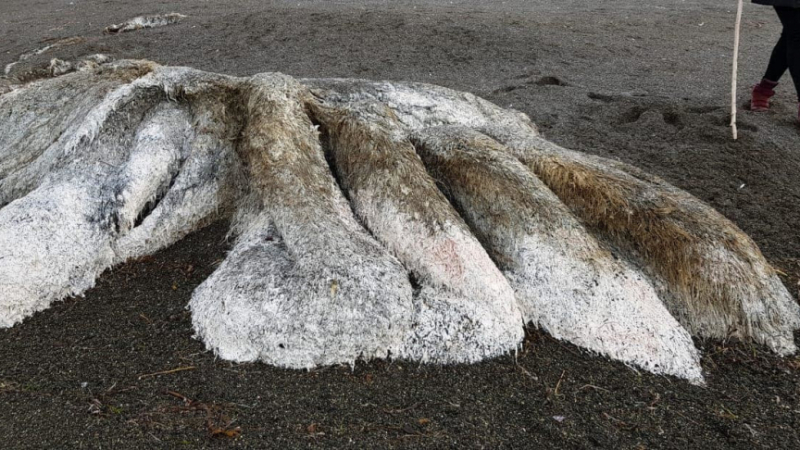 Невиждано досега космато чудовище с дълга опашка бе изхвърлено на брега от морска буря (ВИДЕО)