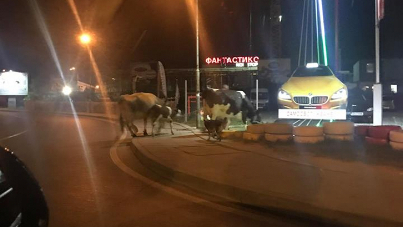 Сеир! Нахакани софийски крави си избират БМВ (СНИМКА)