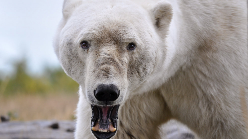 Див екшън! Учени се бориха с полярна мечка, за да спасят мамут на 50 000 години (СНИМКИ)
