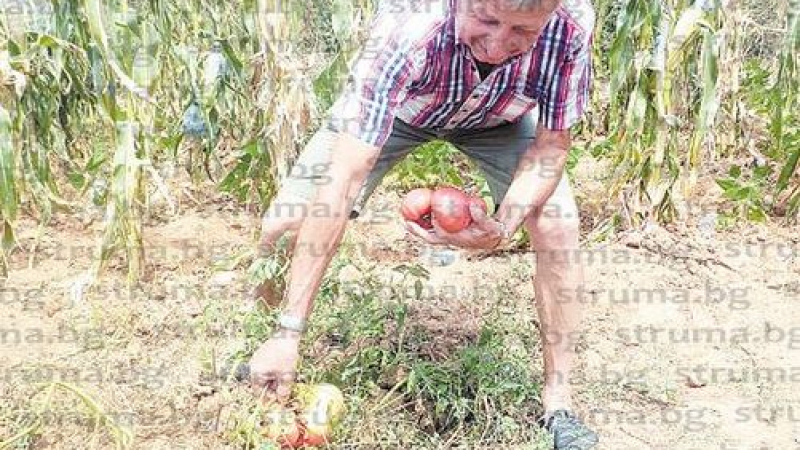 Благоевградски бизнесмен отглежда реколта за чудо и приказ в двор от 50 декара на  вилата си (СНИМКИ)