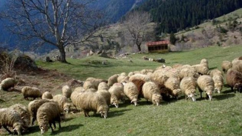 Важна финансова новина от ДФЗ за овцевъди и козевъди