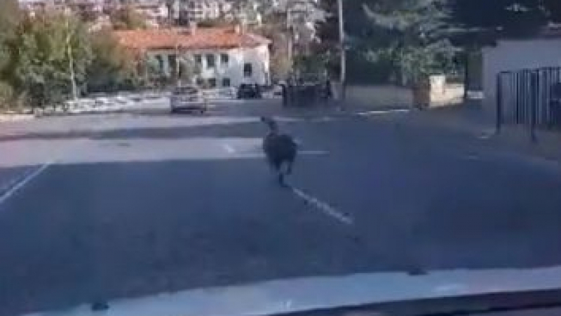 Бягството от Байрама: Касапи преследват овца по улиците на Хасково (ВИДЕО)