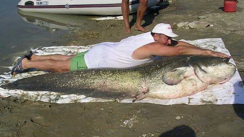 Прочутият столичен рибар Емил Петров се пребори с голи ръце със 150-килограмово чудовище (СНИМКИ)