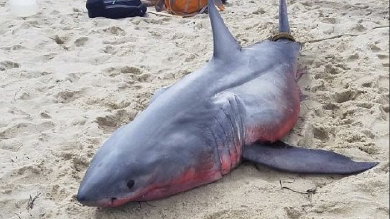 Трупът на мъртва акула канибал порази експертите (СНИМКИ)