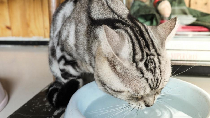 Как котките пият вода толкова елегантно?