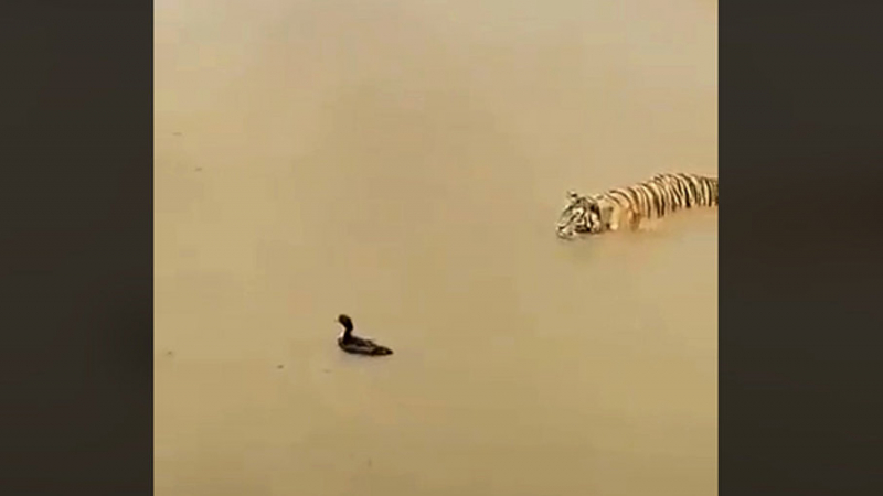 Находчива патица измами опасен тигър (ВИДЕО)