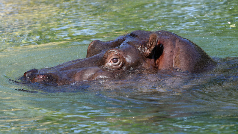 Зла участ: Хипопотамка разкъса рибар, който се спаси от крокодил
