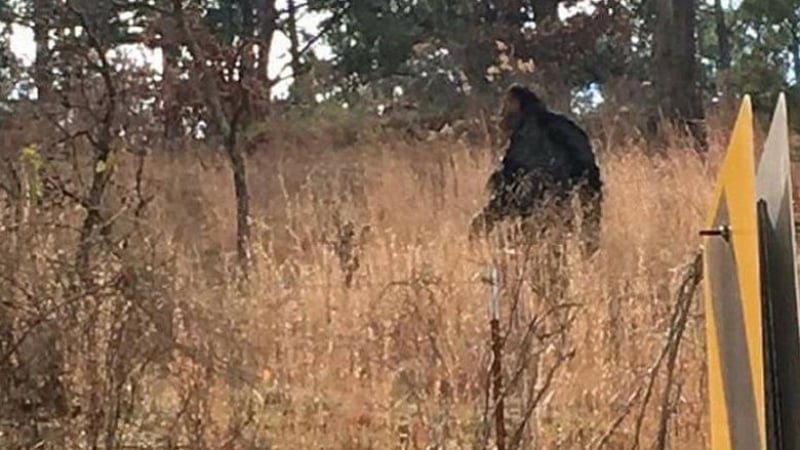 Мистерия: Йети, висок 2,5 метра, преследва жена в гората
