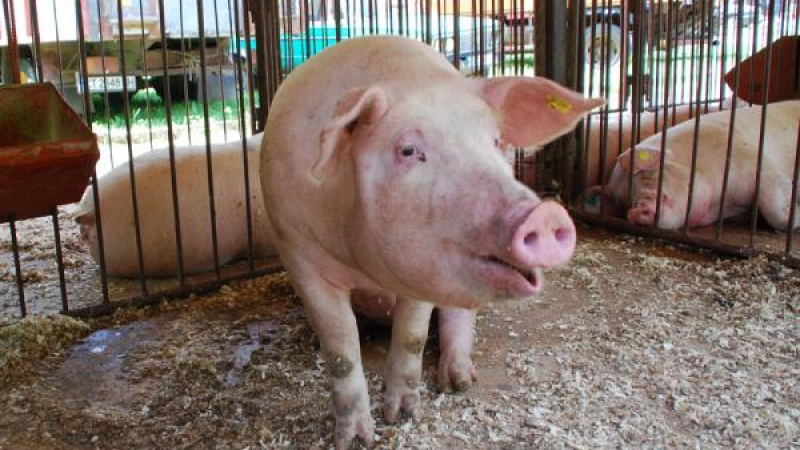 БАБХ предприе допълнителни мерки за превенция на африканската чума по свинете