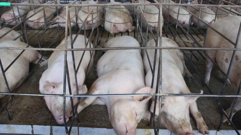 Умъртвиха 123 000 чумави прасета в Румъния, дебне ли ни нова опасност?