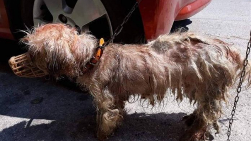 Грък опита да махне бълхите на кучето си, но направи нещо брутално и отнесе 30 000 евро глоба