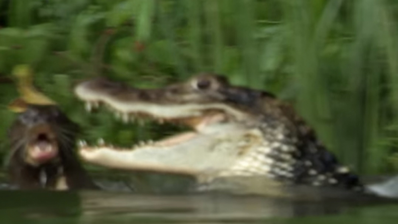 Свирепа битка: Видри убиха крокодил, който нападна член на семейството им (ВИДЕО)