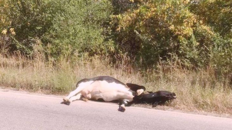 Хисарчани бесни: Крави на пътя, десета катастрофа едва не уби баща и син (СНИМКИ)