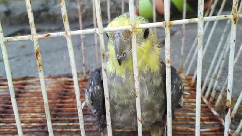 Свръх безсърдечност! Изхвърлиха папагал в клетка в кофа за боклук (СНИМКИ)