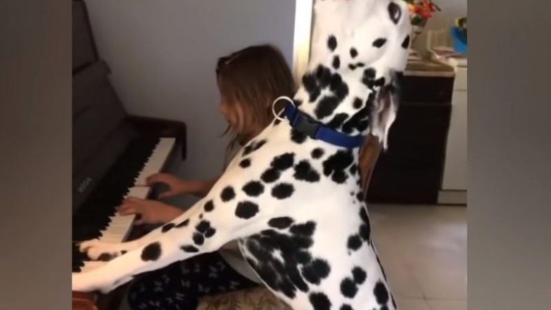 Далматинец от Банкя стана световен хит: Пее и свири на пиано (ВИДЕО)