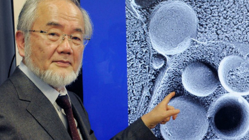 За тази бърза и лесна диета японски биолог получи Нобелова награда