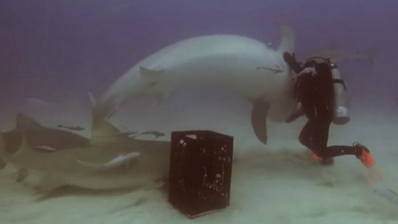 Уникално ВИДЕО! Този водолаз хипнотизира акула