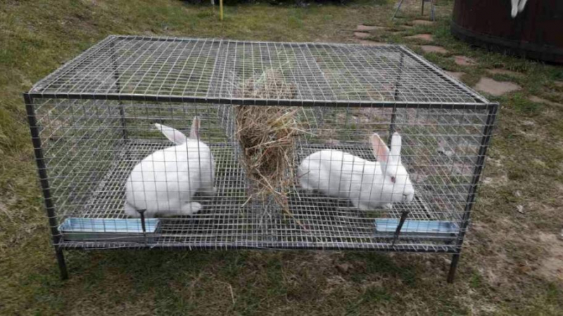 Ново 20: ЕС забранява да гледаме зайци, кокошки и други животни и птици в клетки