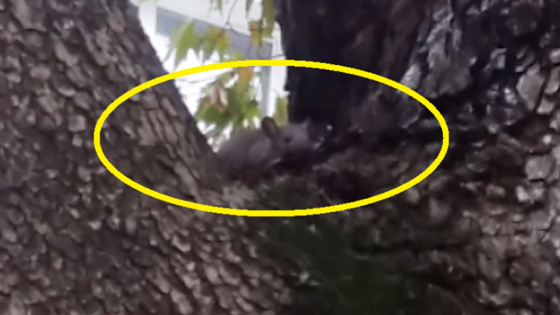 Еволюция или... Мишки дебнат от клоните на дърветата във Варна (ВИДЕО)