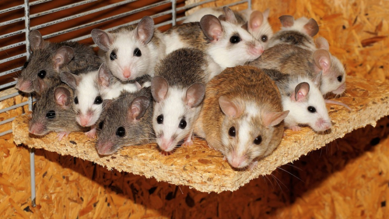 Лабораторни мишки живеят по-дълго благодарение на хранене веднъж на ден