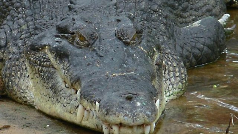 Гигантския крокодил, който бавно скочи от водата, стана хит в мрежата (ВИДЕО)