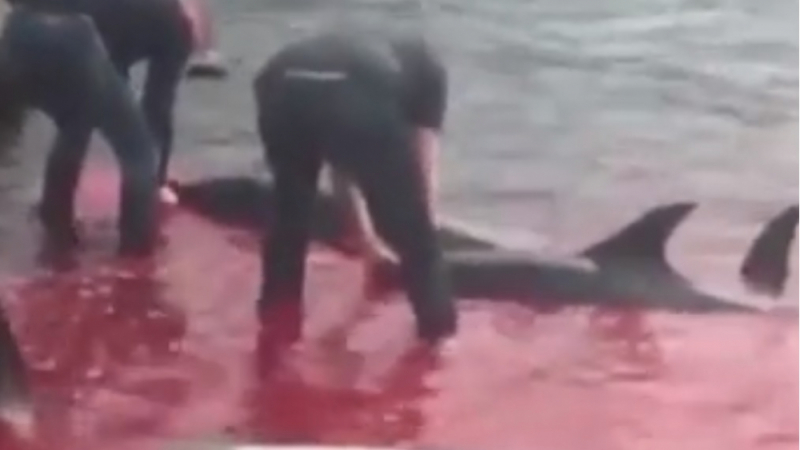 ВИДЕО 18+: Рибари брутално избиха стадо делфини на Фарьорските острови