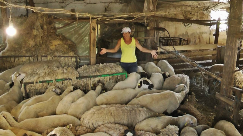Измира стадото на Ани от Болярово, която спря ветеринарите