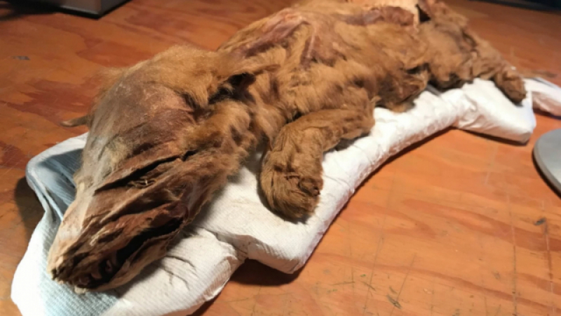 Откриха мумии на вълк и елен от ледниковата епоха (СНИМКА)
