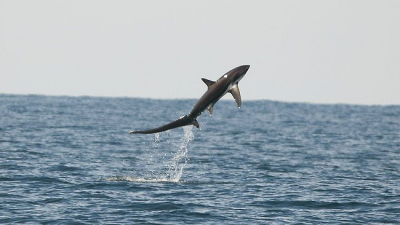 Опасна гледка: Учени анализираха как скачат акулите и стигнаха до странно заключение (ВИДЕО)