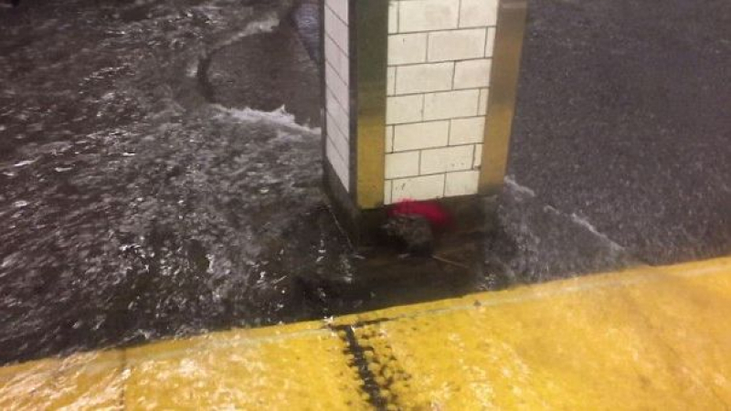 Уникални СНИМКИ и ВИДЕО от наводненото метро в Ню Йорк, където един мокър плъх… 