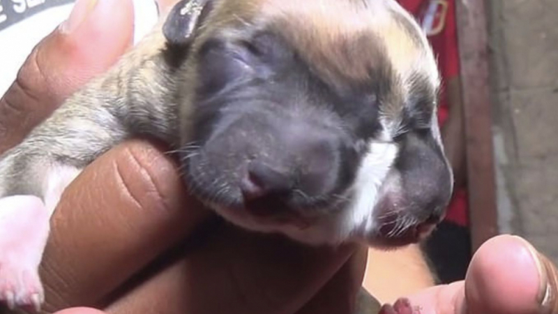 "Изчадие на Сатаната": В Перу се роди куче с две глави (ВИДЕО)