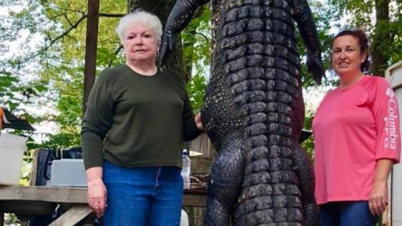 Злопаметна баба кмет отмъсти на алигатор (ВИДЕО)