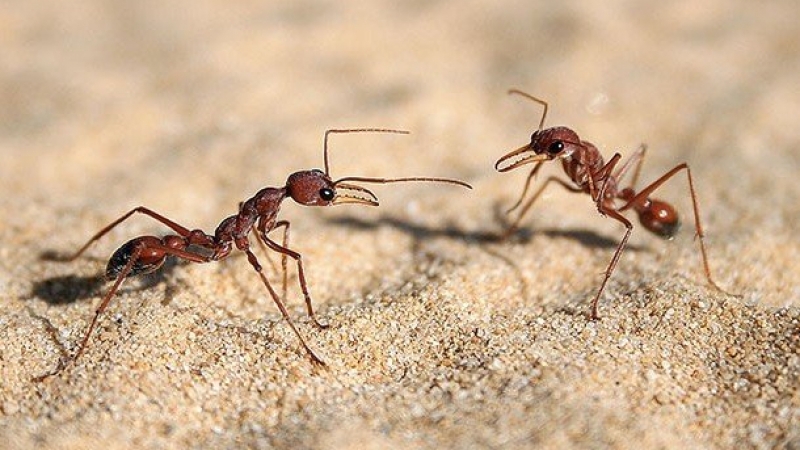 Изумително ВИДЕО как мравки носят огромна змия счупи рекорд по гледания в мрежата