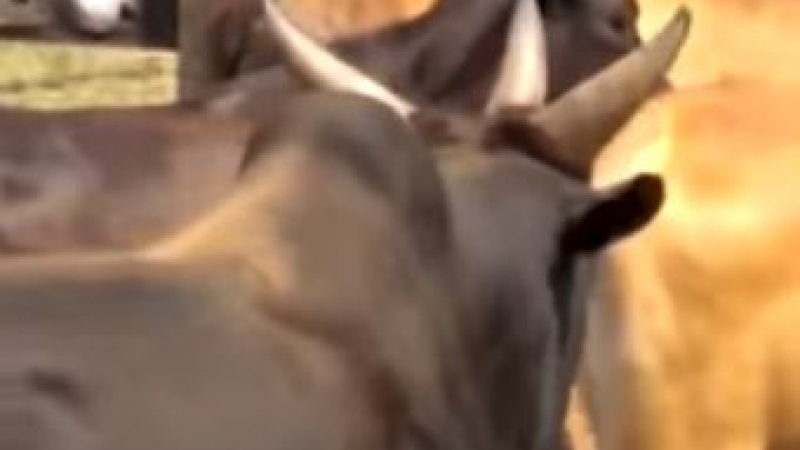 Дяволски звяр с три рога се пръкна в Бразилия (ВИДЕО)